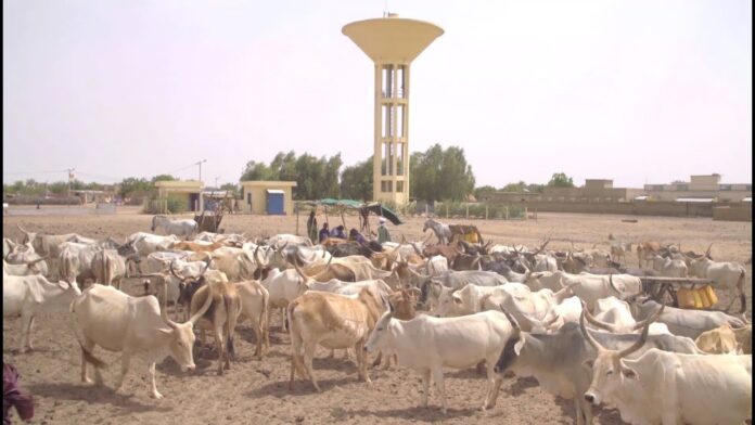 Un prêt de 40 millions d’euros de la BAD pour soutenir l’élevage au Sénégal