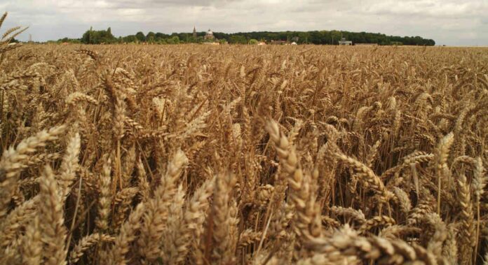 Chute drastique des quantités de blé importées de Russie